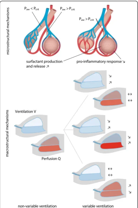 Fig. 3 Microstructural (top) and macrostructural (bottom) mechanisms ofvariable ventilation (right side) compared to non‐variable counter‐parts(left side), with distribution of perfusion (red) and distribution of ventilation(white) within the non‐dependent