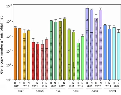 Figure 3.8. Microbial mat community potential for biogeochemical cycling as determined by qPCR amplification of genes (DNA) and transcripts (cDNA) involved in nitrogen and sulfur cycling for day (D) and night (N) samples during 2011 (11) and 2012 (12) (n =