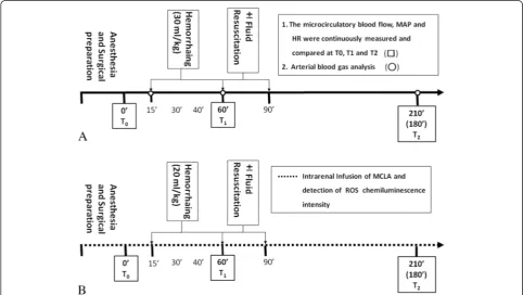 Fig. 1 Timeline of the protocols for part I of the experiment for assessing splanchnic organ microcirculation (a) and part II of the experiment forcalculating renal reactive oxygen species (ROS) formation after reperfusion (b)