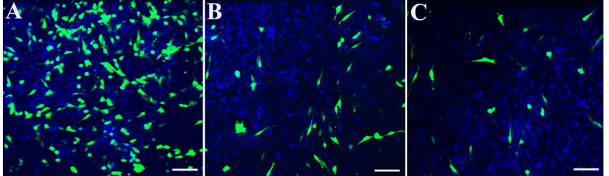 Figure 9 The cell viability of L929 mouse fibroblasts is dependent on the concentration of hPNPs applied