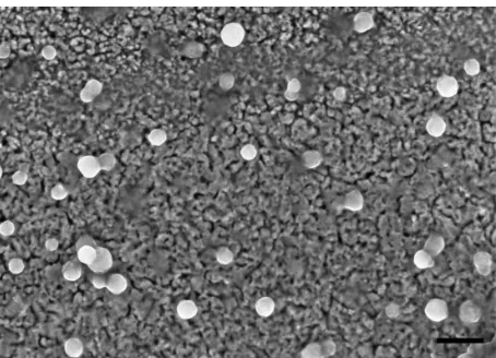 Figure 1 scanning electron micrograph of hyperbranched polylysine nanoparticles. scale bar = 200 nm.