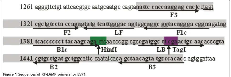 Figure 1 Sequences of RT-LAMP primers for EV71.