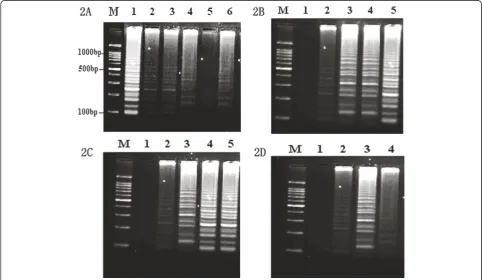 Figure 2 The optimal condition of RT-LAMP for the detection of EV71. (2A) The optimal temperature of RT-LAMP assay is monitored byagarose gel analysis