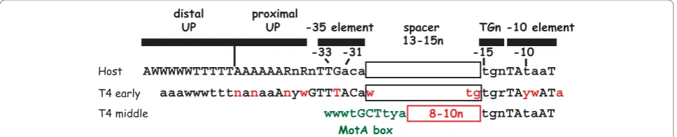 Figure 2 Comparison ofrecognition elements for E. coli host, T4 early, and T4 middle promoter sequences