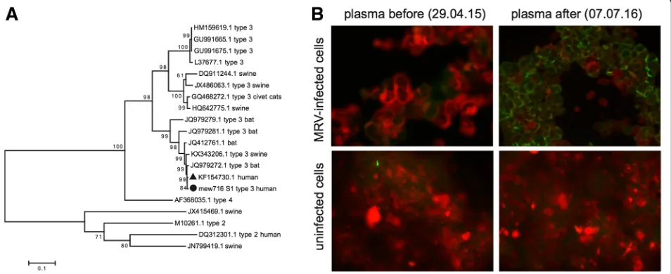 Fig. 1 Mammalian orthoreovirus infection confirmed by phylogenetic analysis and immunofluorescence staining.species are depicted if available