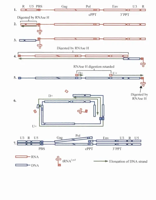 FIGURE 1-5: Schematic diagram of the process o f reverse transcription (after Gotte et 