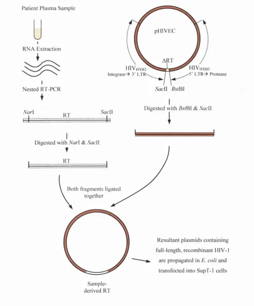 FIGURE 2-2: Schematic outline of the pHIVEC vector system for the generation of 