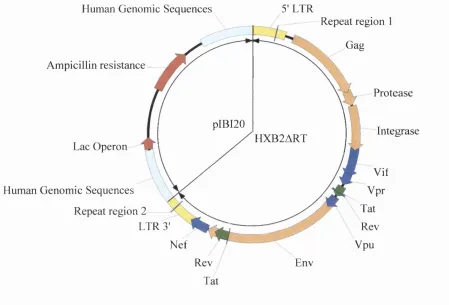 FIGURE 2-3: A schematic representation o f plasmid pHXBlART (~12.5kh), from which 