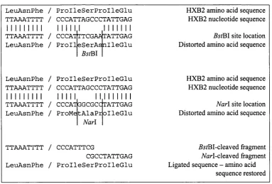 FIGURE 2-4: The nucleotide sequence o f the 3 ’ terminus o f HXB2 reverse
