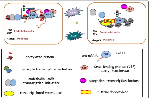 Fig. 8 Proposed model for sepsis-induced downregulated transcription of angiogenic genes in endothelial cells and pericytes
