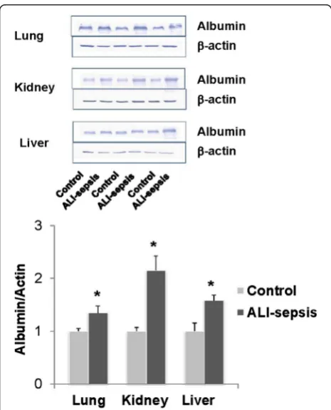 Fig. 1 Increased albumin leak in the lung, kidney, and liver in anexperimental acute lung injury-induced sepsis (ALI-sepsis) model.Combined Staphylococcus aureus pneumonia and mechanicalventilation in anesthetized mice was performed as previously described