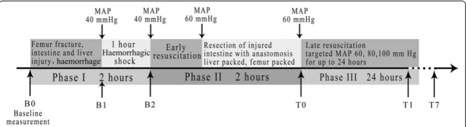 Figure 1 Timeline of experimental phases. MAP, mean arterial pressure.
