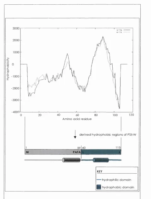 Figure 3.7 TMPred su g g ested  m o d el for transm em brane to p o lo g y  ot PSII-W