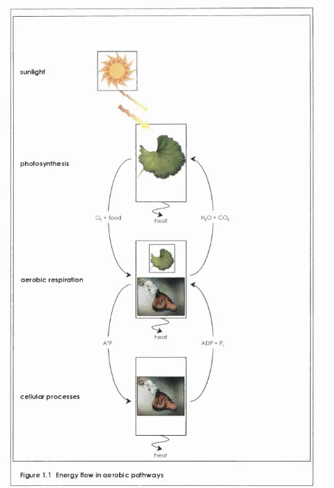 Figure 1.1 Energy flow in a ero b ic pathw ays