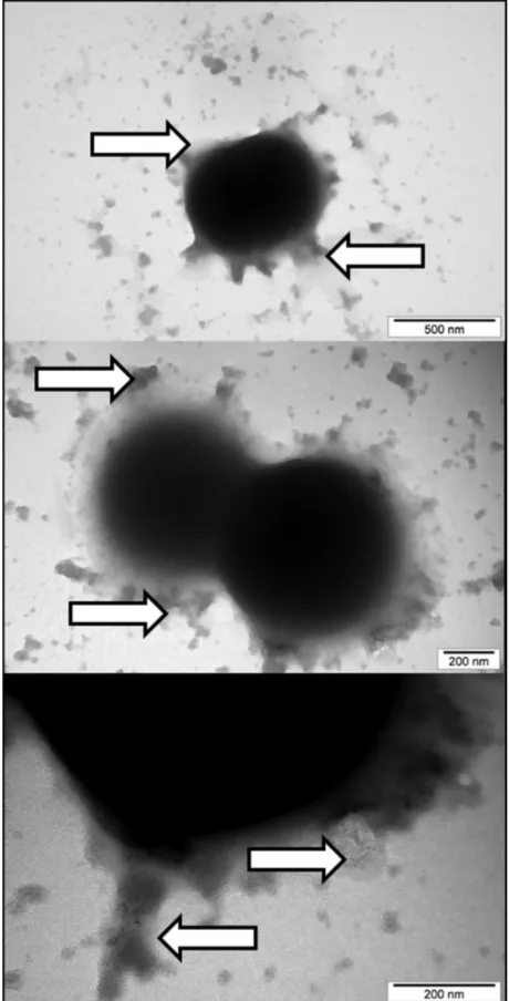 Figure 10 Interaction between Candida albicans and platinum nanoparticles. Black arrows indicate nanoparticles surrounded by the released substance