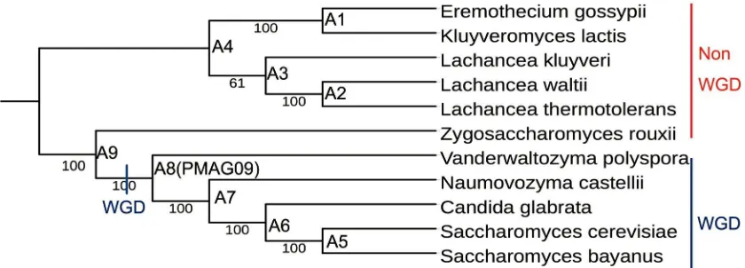 Figure 2. 1 Yeasts phylogeny built from all types of evolutionary events from 11 yeast species
