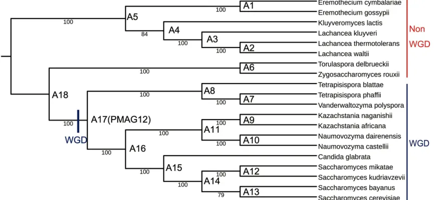 Figure 2. 2 Yeasts phylogeny built from all types of evolutionary events from 20 yeast species