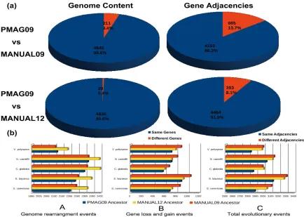Figure 2. 3 Genome content, gene adjacency and evolutionary events comparisons among PMAG09, MANUAL09, and MANUAL12 ancestors