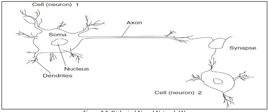 Figure 2.1: Block Diagram of Nervous System  