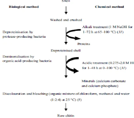 Figure 1: Structure of Chitosan (Lertsutthiwong et al., 2002).