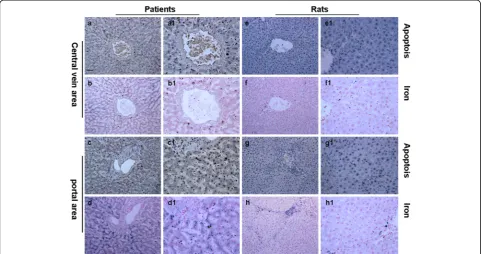 Fig. 3 Evaluation of apoptosis of liver with Clonorchis sinensis infection. The apoptosis of liver in patients (a) and rats (b) with Clonorchis sinensisinfection