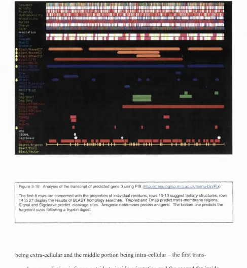 Figure 3-19; Analysis of the transcript of predicted gene 3 using FIX /http://menu.hamp.mrc.ac.uk/menu-bin/Pix)