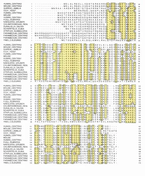 Figure 3-1 : Alignment of the Centrin family proteins known to date. Groups of conserved residues have been highlighted by 
