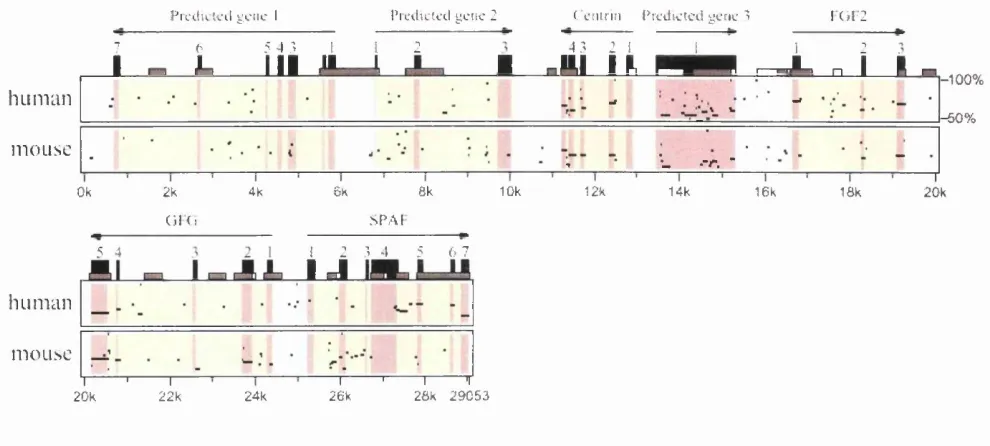 Figure 3-5: Percentage Identity Plot (PIP) comparing the sequence o f Fugu cosmid I96N 09 to the equivalent human and mouse draft sequences.The features on the top line are those o f the Fugu genome and are as deduced from the NIX sequence analysis, large 