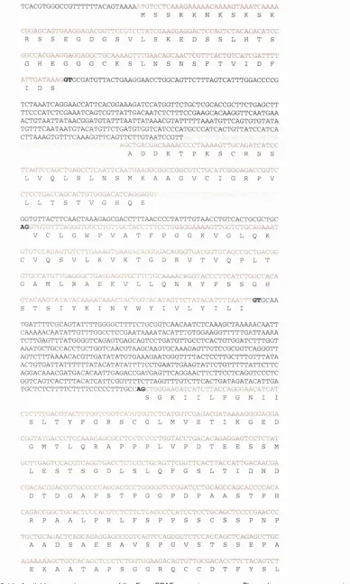 Figure 3-14; Available genomic sequence of the Fugu SPAF genomic sequence. The coding sequence appears in red and the predicted amino acid sequence aligned under it