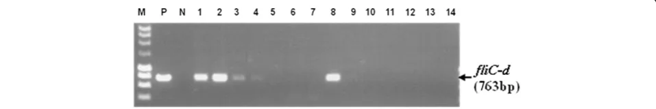 Figure 3 DNA preparations made by STEM1 and the conventional method. M: DNA marker; 1–7: DNA prepared by the STEM1; 8–14: DNAprepared by the conventional method
