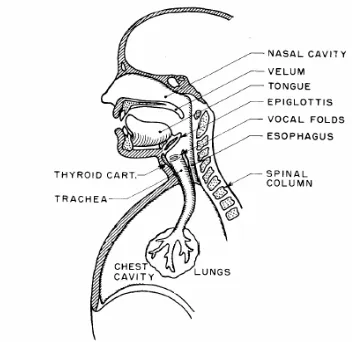 Figure 2: Source–Filter model of speech production. 