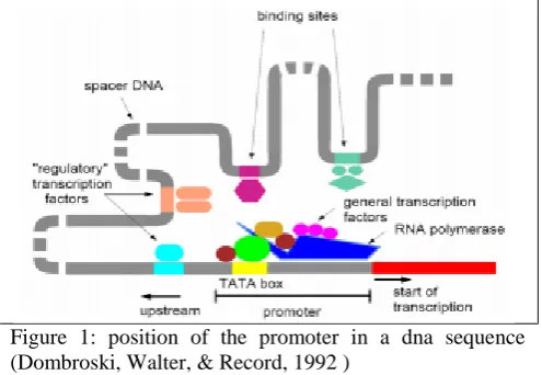 Figure 1: position of the promoter in a dna sequence  (Dombroski, Walter, & Record, 1992 ) 