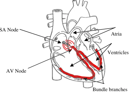 Figure 1.   Electrical conduction system of heart. 