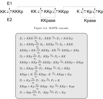 Figure 2.4: MAPK cascade.