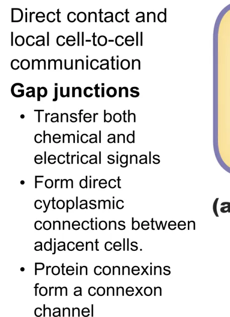 Figure 6-1aCell-to-Cell Communication: Methods