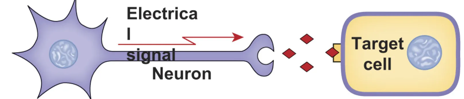 Figure 6-2b(b) NeurotransmittersNeuronElectricalsignalTargetcell