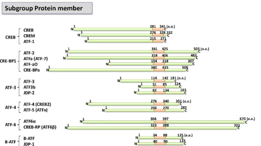 Figure 1 . Schematic representation of members of the ATF/CREB transcription factor family