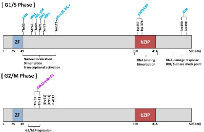 Figure 2. designated as (Cell cycle) was modified (33). Most of the phosphorylation sites are shown during the G1/S phase