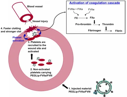 Figure 4 Mechanism of action of PeGLip-formulated FvIII and FvIIa. 1. Formulation of FvIII or FvIIa with PeGLip leads to non-covalent binding of the protein to the outer surface of the PeGylated liposomes