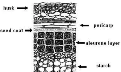 Figure 10. Cereal grain cross-section.