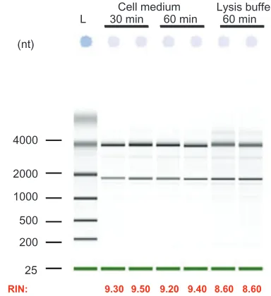 Figure 4 Polyacrylamide gel electrophoresis of chitosan/DPP-IVODN polyplexes bearing different DDAs and N/P ratios, treated with or without Streptomyces griseus chitosanase