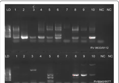 Fig. 3 Rubella virus (RUBV) detection in blood samples from pregnantwomen using RT-PCR