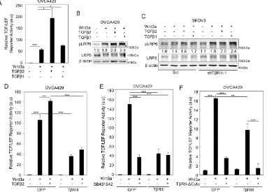 Figure 2.3. TGF-β signaling does not limit TβRIII’s ability to suppress Wnt/β-catenin signaling
