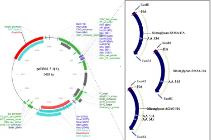 Figure 3.3. pcDNA3.1(+)-hBetaglycan-S534A-HA, -S545A-HA, ΔGAG-HA plasmid maps. Serine-to-alanine point mutations (indicated by white “A”) were introduced within the hBetaglycan-FL-HA construct at the indicated amino acid
