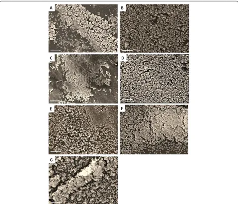 Figure 2 Scanning Electron Microscopy (SEM) images of biofilms. Representative SEM images of biofilms established on polystyrene pegsfollowing 48 h incubation at 37°C from a selected biofilm producing strain of each bacterial species; including A) S
