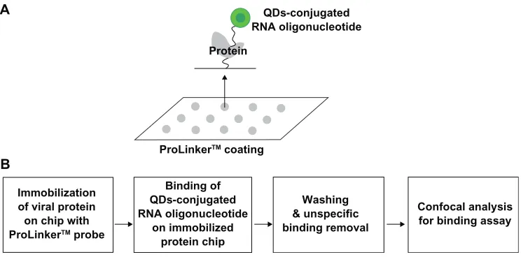 Figure 1 Representative scheme for the detection of viral protein on chip.  A) Scheme for viral protein assay on chip