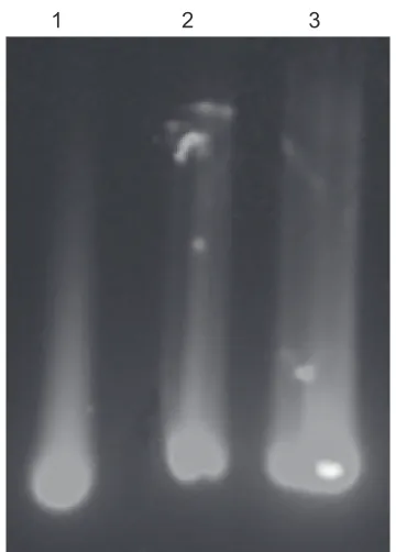 Figure 5C shows that QDs-conjugated RNA oligonucleotide 