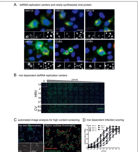 Figure 1 MabJ2 detects viral replication-induced dsRNA in high content image based assays