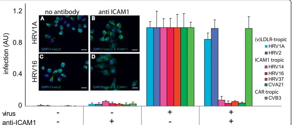 Figure 2 ICAM-1 receptor blocking antibodies abolish the formation of dsRNA replication centers by major group HRVs and CVA21HeLa cells were pre-incubated with anti-ICAM-1 mab15.2L for 30 min and infected with indicated HRV and CV serotypes