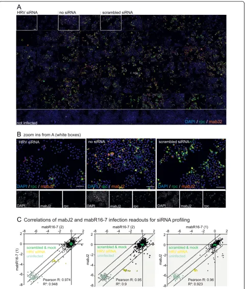 Figure 5 The mabJ2 dsRNA replication assay is compatible with high content image based siRNA infection screens